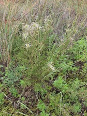 Clematis villosa