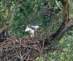 Stephanoaetus coronatus