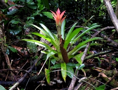Guzmania lingulata