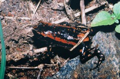 Phrynomantis bifasciatus