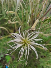 Clematis villosa