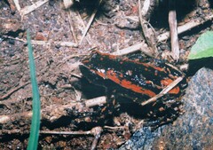 Phrynomantis bifasciatus