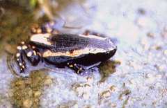 Phrynomantis bifasciatus
