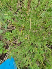 Clematis villosa