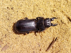 Scarites bucida