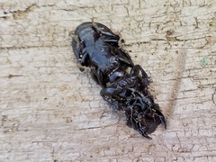 Scarites bucida