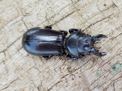 Scarites bucida