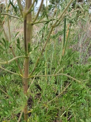 Clematis villosa