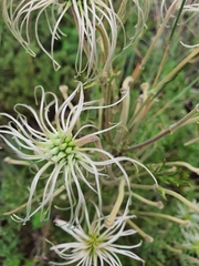 Clematis villosa