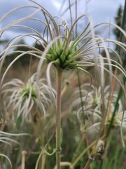 Clematis villosa