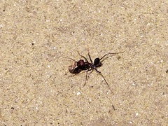 Cataglyphis nodus