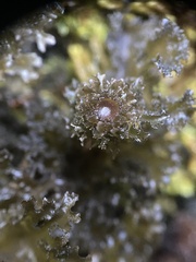 Leptogium phyllocarpum