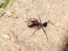 Cataglyphis nodus