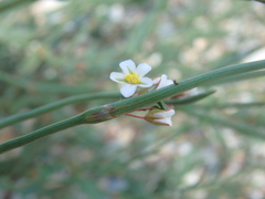 Polygonum equisetiforme