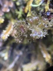 Leptogium phyllocarpum