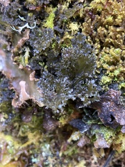 Leptogium phyllocarpum