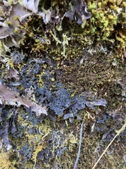 Leptogium phyllocarpum