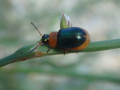 Polygonum equisetiforme