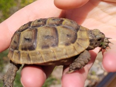 Testudo graeca armeniaca