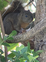 Sciurus granatensis