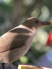 Turdus plebejus