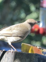 Turdus plebejus