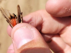 Acrotylus insubricus