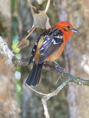 Piranga bidentata