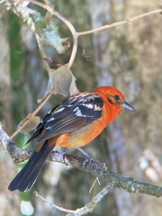 Piranga bidentata
