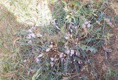 Astragalus testiculatus