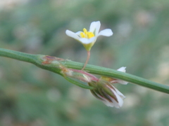 Polygonum equisetiforme
