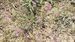 Astragalus onobrychis