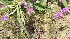 Astragalus onobrychis