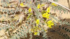Astragalus longipetalus