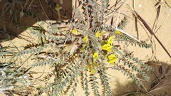 Astragalus longipetalus