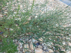 Polygonum equisetiforme