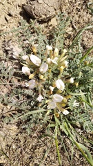 Astragalus dolichophyllus