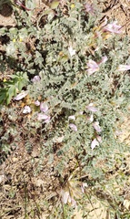 Astragalus dolichophyllus