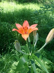 Lilium pensylvanicum