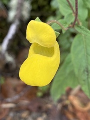 Calceolaria