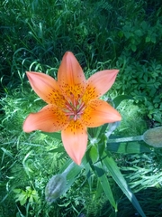 Lilium pensylvanicum