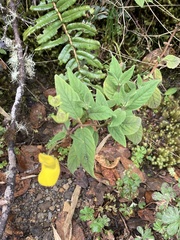 Calceolaria