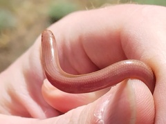 Xerotyphlops vermicularis