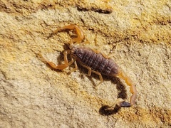 Olivierus caucasicus