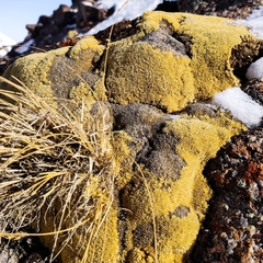 Thylacospermum caespitosum