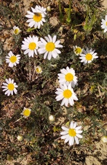 Anthemis ruthenica