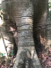 Cavanillesia platanifolia