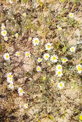 Anthemis ruthenica