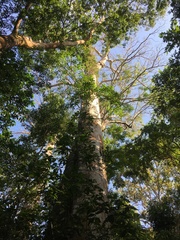 Cavanillesia platanifolia