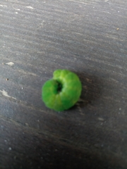 Phlogophora meticulosa